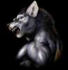 loup13~0.jpg