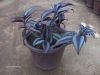 plante [].jpg