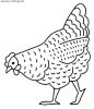 poules_006.jpg