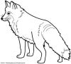 renard~0.jpg
